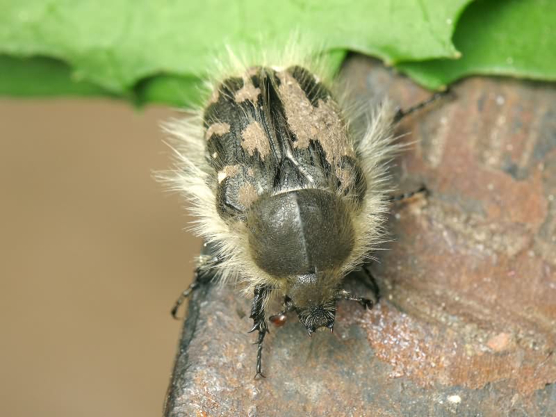 Tropinota hirta (Poda, 1761)